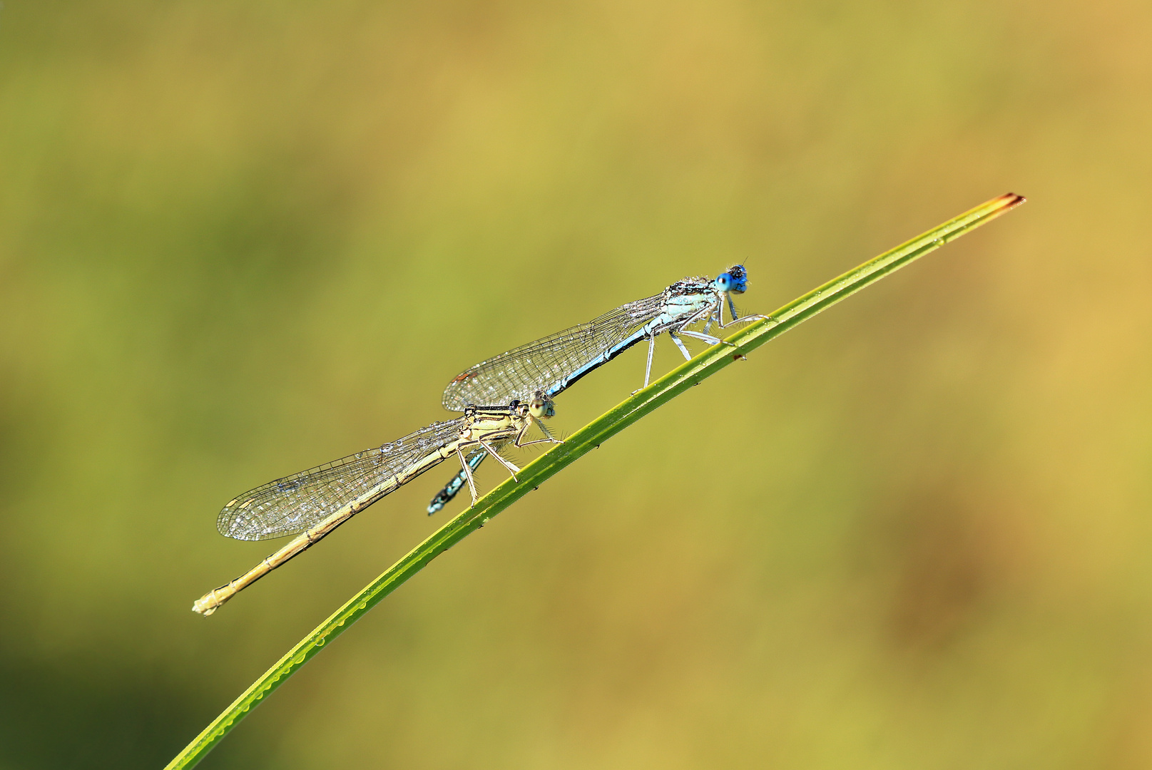 Federlibelle