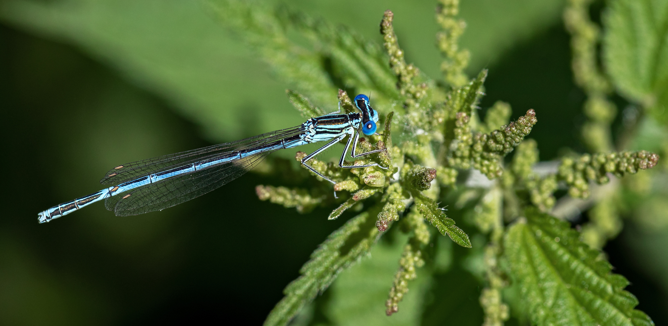 Federlibelle