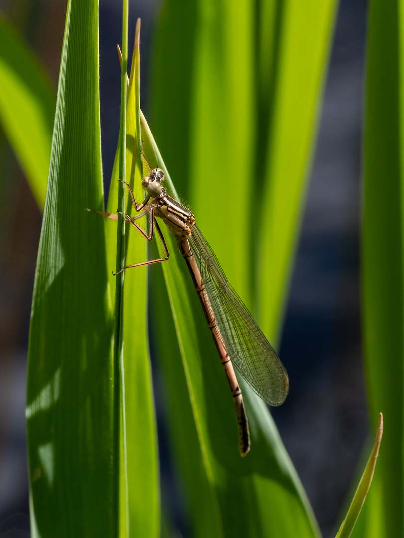 Federlibelle