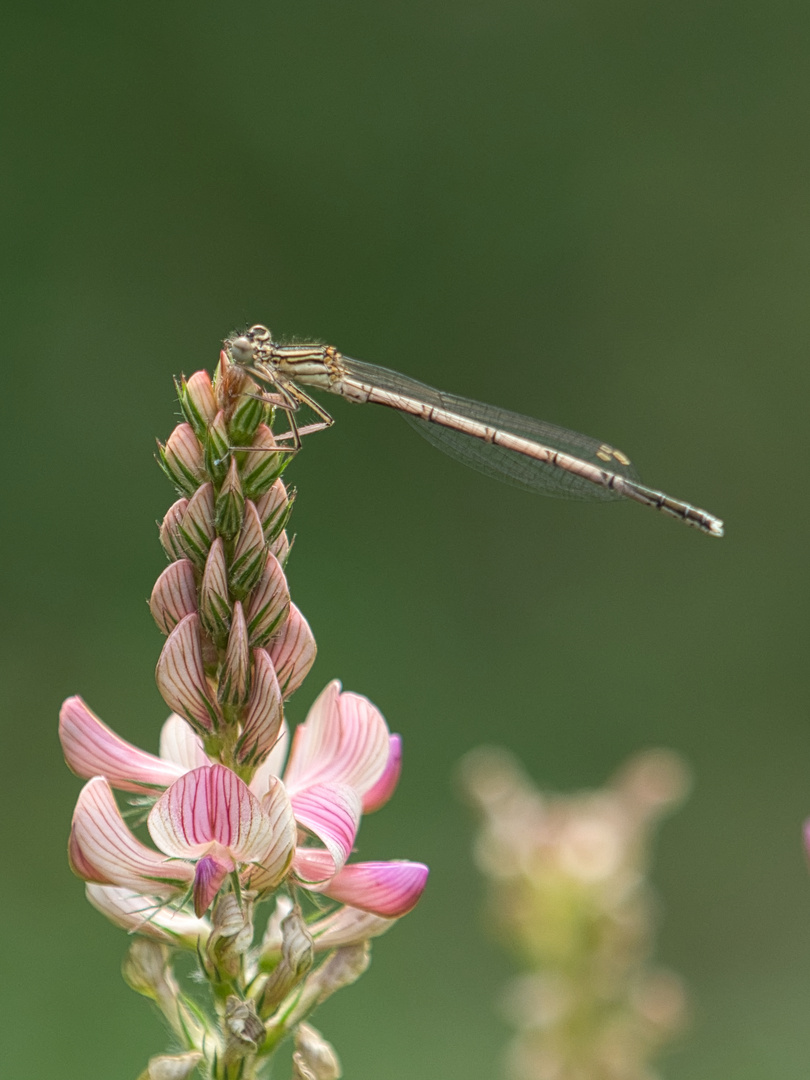 Federlibelle