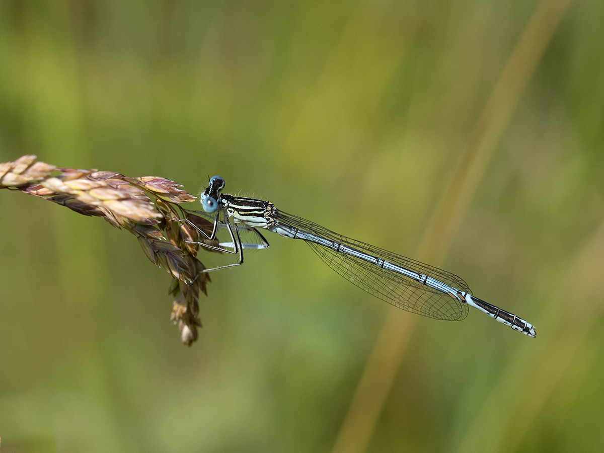 Federlibelle