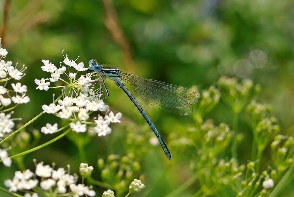 Federlibelle