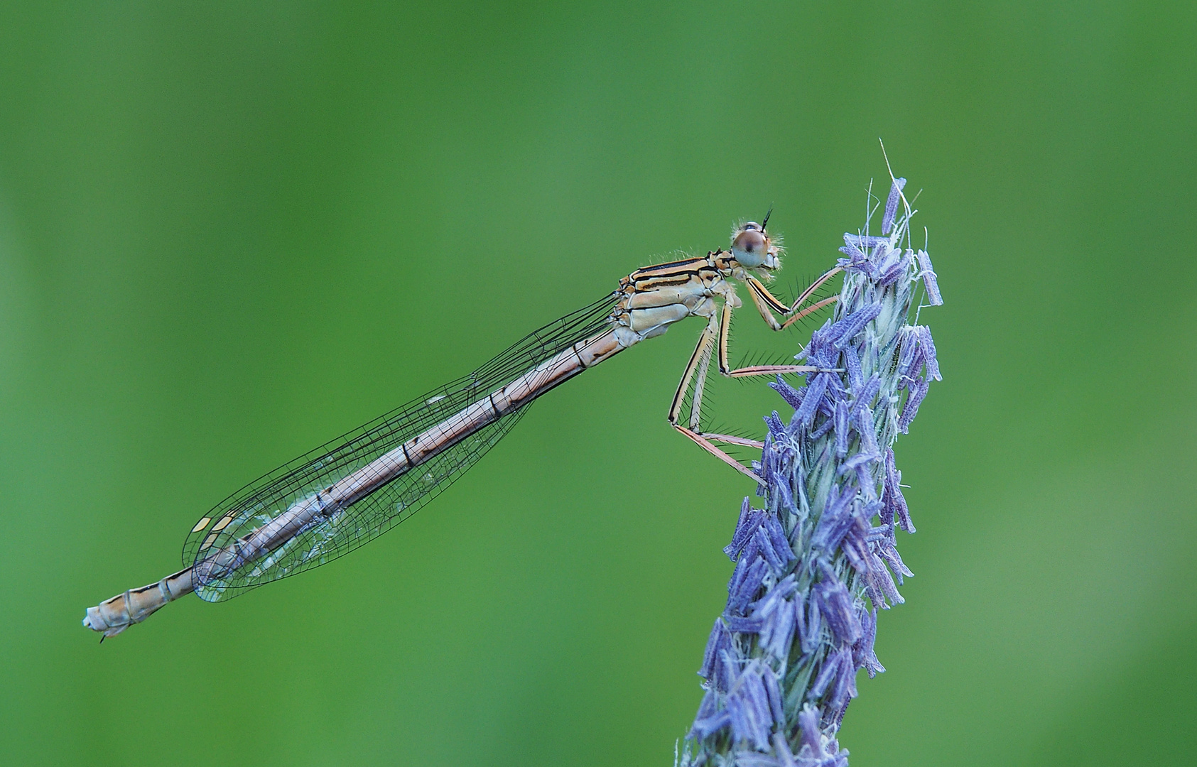 Federlibelle