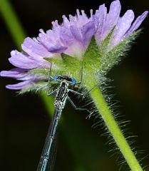 Federlibelle an Acker Witwenblume