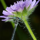 Federlibelle an Acker Witwenblume