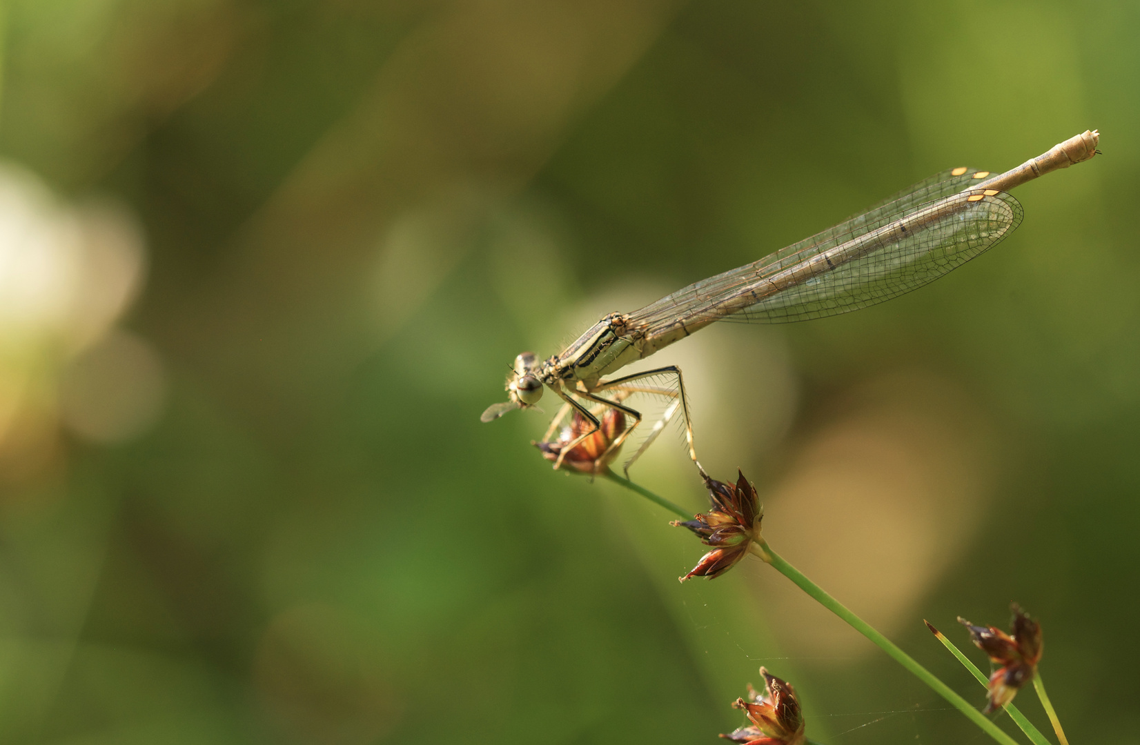 Federlibelle beim Abendsnack