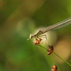 Federlibelle beim Abendsnack