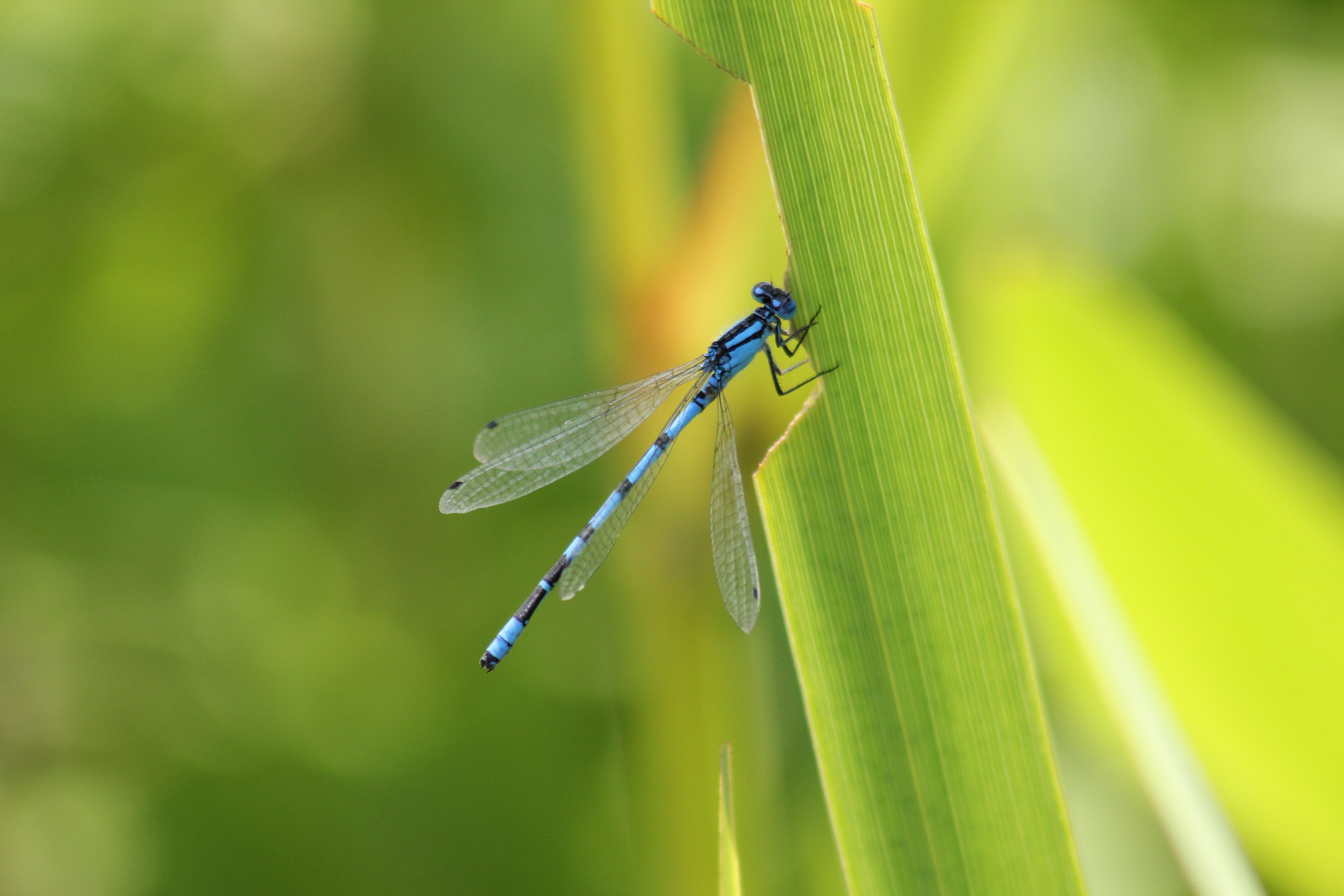 Federlibelle, Blaue (Platycnemis pennipes)