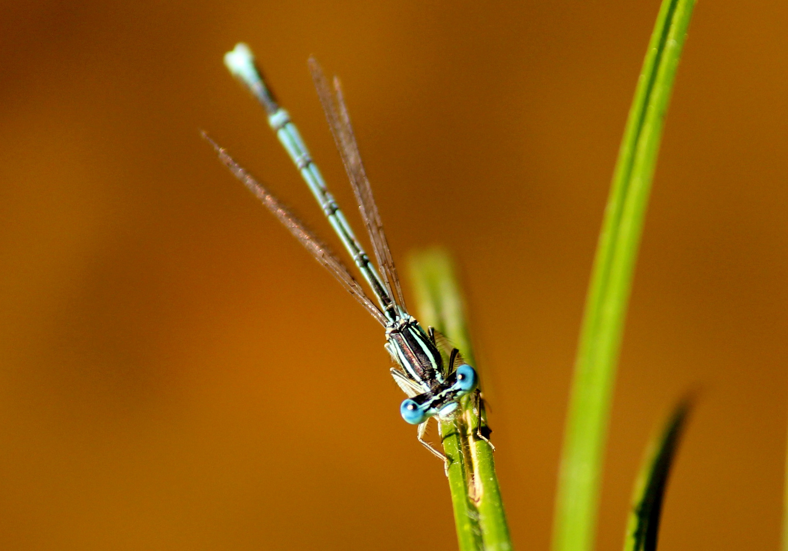 Federlibelle