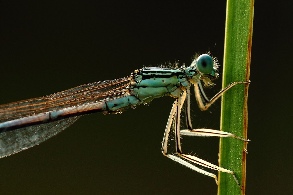 Federlibelle im Morgenlicht