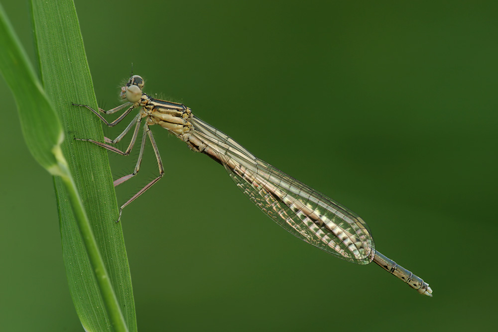 Federlibelle, Männchen