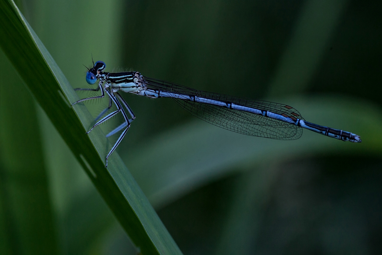 Federlibelle (männlich)