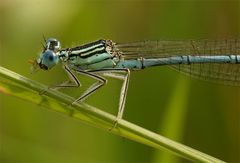 Federlibelle mit Fliege