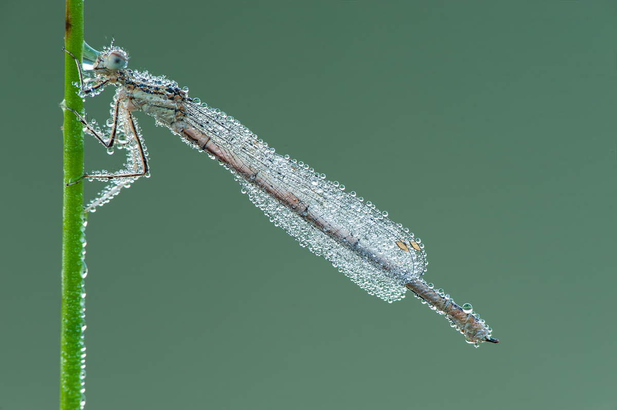 Federlibelle mit Tautropfen