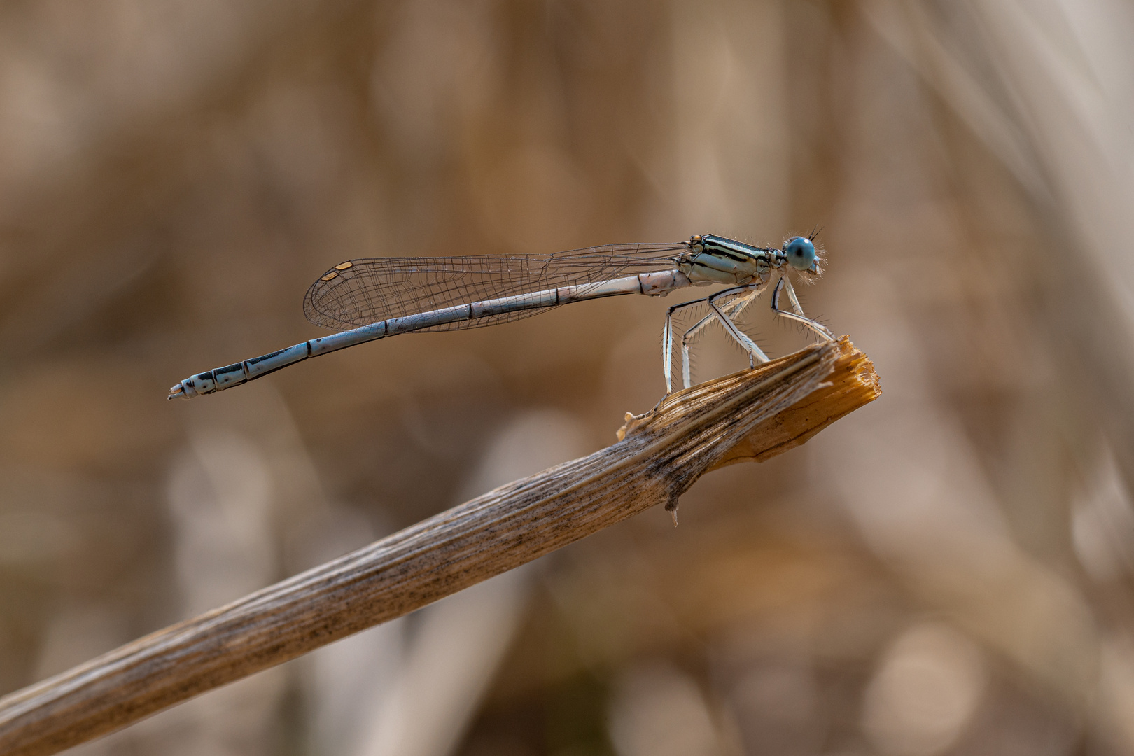 Federlibelle NZ6_9966