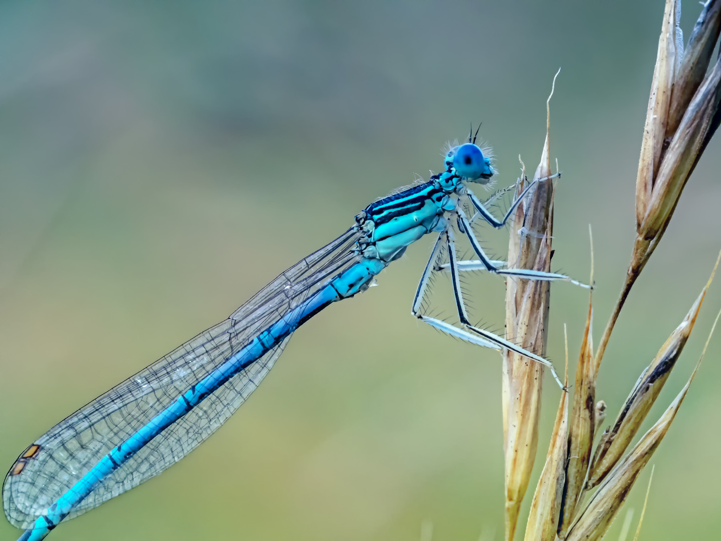 Federlibelle (Platycnemididae) Close Up