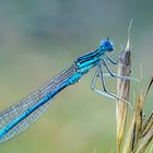 Federlibelle (Platycnemididae) Close Up