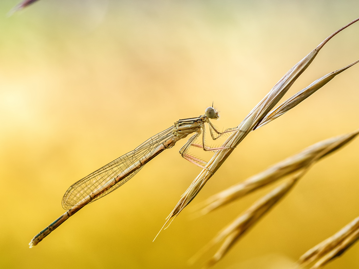 Federlibelle (Platycnemididae)