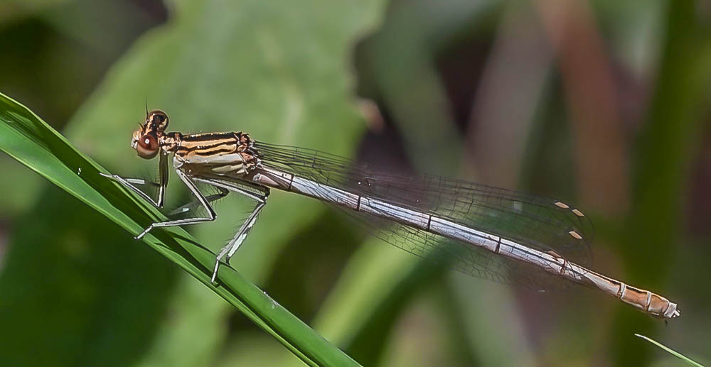 Federlibelle (Platycnemis pennipes)