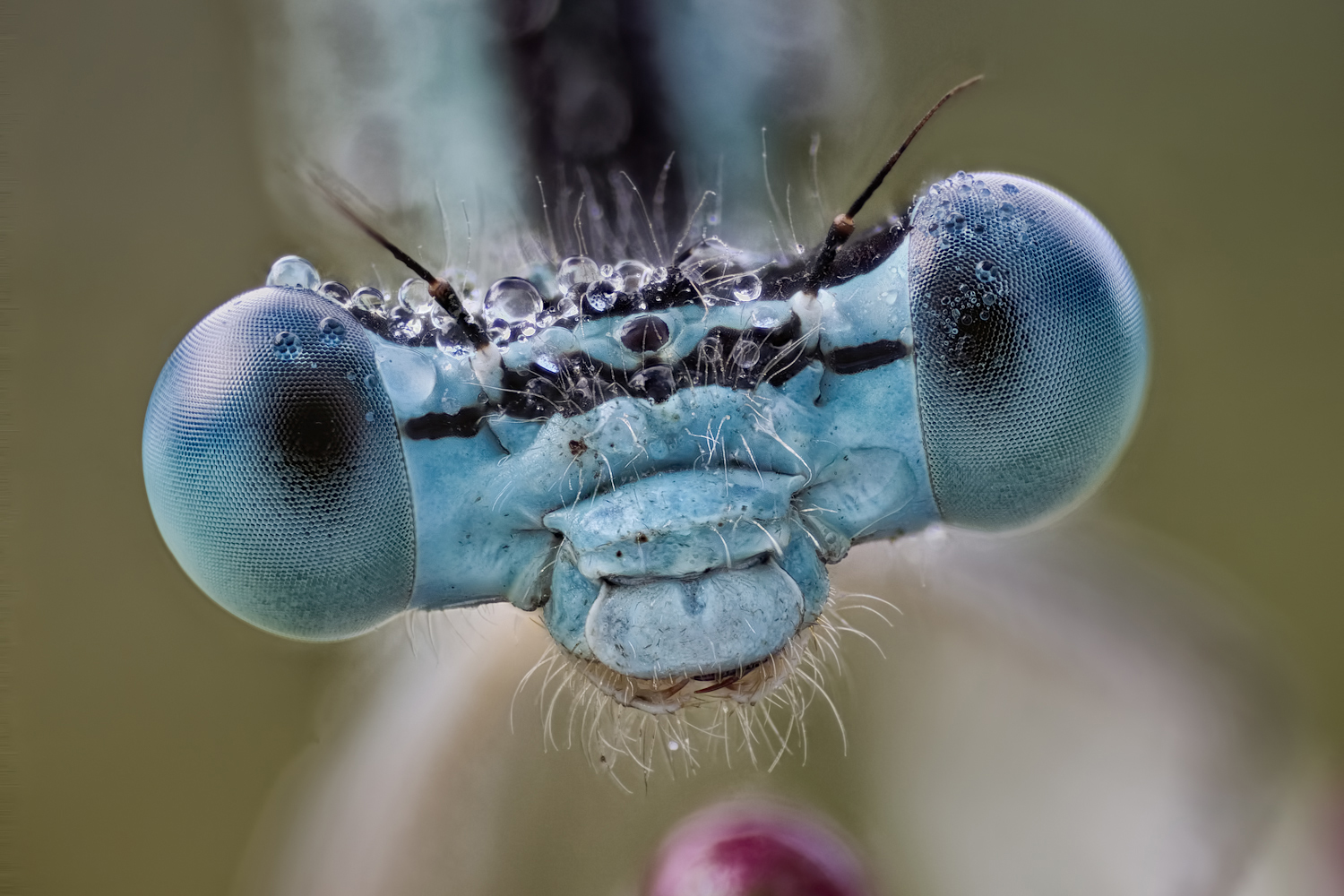 Federlibelle (Platycnemis pennipes).