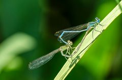 Federlibelle (Platycnemis pennipes)