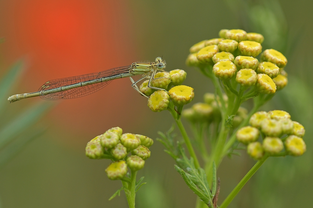 Federlibelle, Rainfarn und Mohn = Sommer