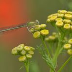 Federlibelle, Rainfarn und Mohn = Sommer