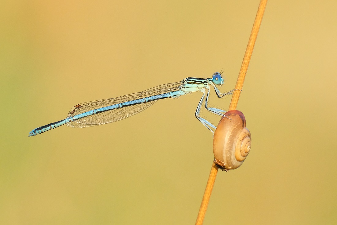 Federlibelle & Schnecke im Abendlicht