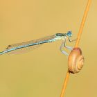 Federlibelle & Schnecke im Abendlicht