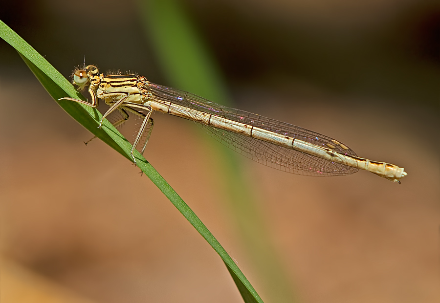 Federlibelle, Weibchen