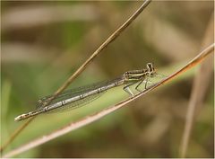 Federlibelle, Weibchen