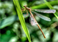 Federlibelle Weibchen