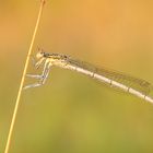 Federlibelle zur Goldenen Stunde