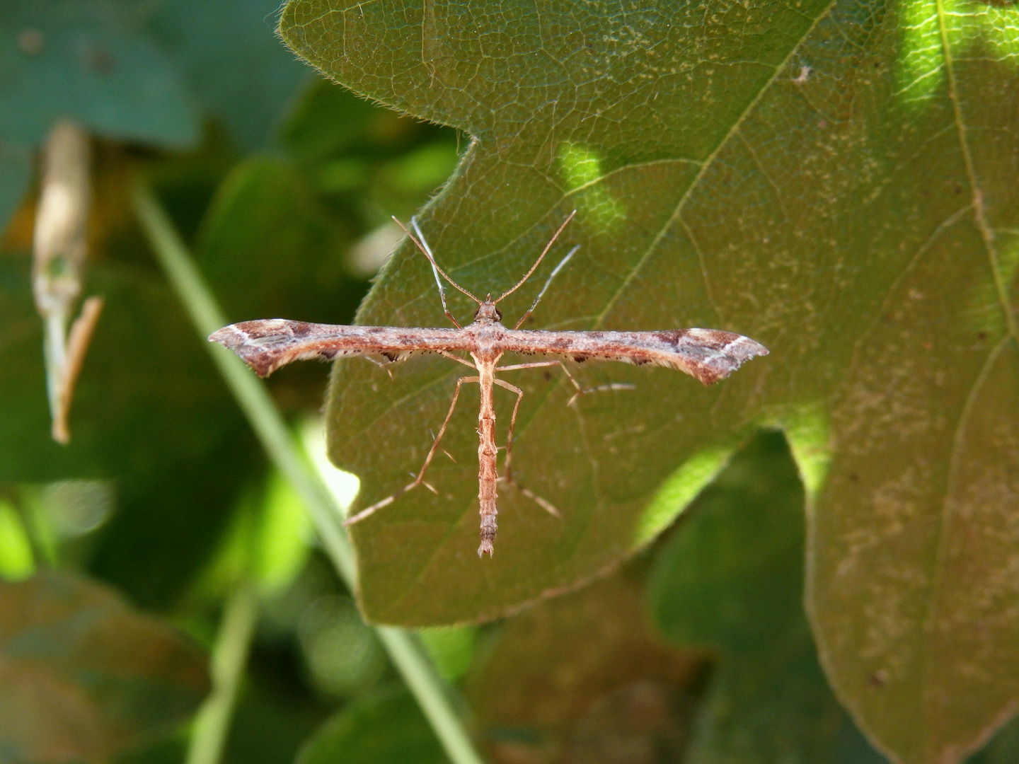 Federmotte - Amblyptilia acanthadactyla