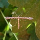 Federmotte - Amblyptilia acanthadactyla