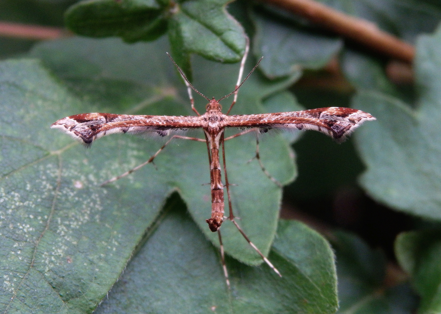 Federmotte Amblyptilia acanthadactyla