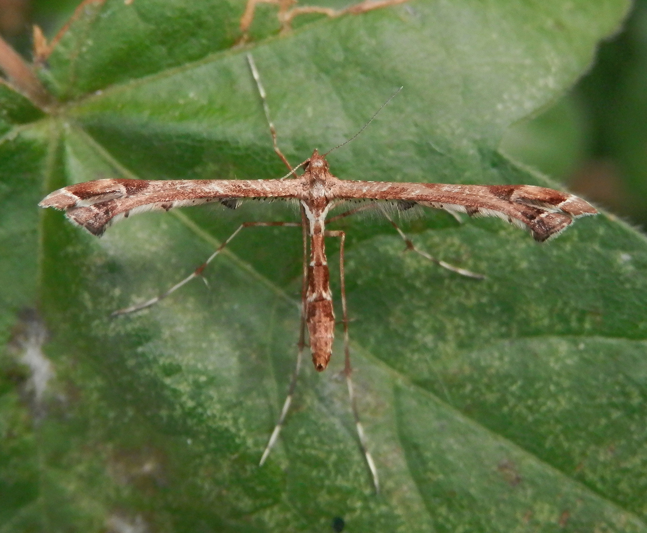 Federmotte - Amblyptilia acanthadactyla