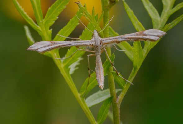 Federmotte (Gillmeria ochrodactyla)