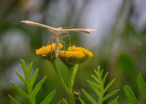 Federmotte (Gillmeria ochrodactyla) am Rainfarn