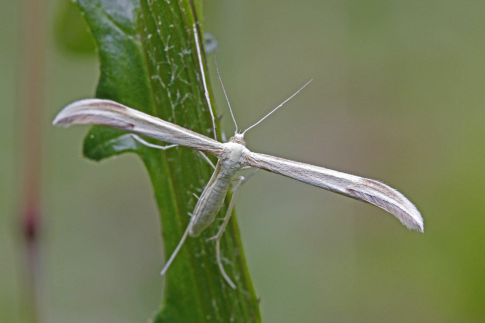 Federmotte (Hellinsia osteodactylus)