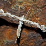 Federmotte (Platyptilia gonodactyla) - Ptérophore du tussilage.