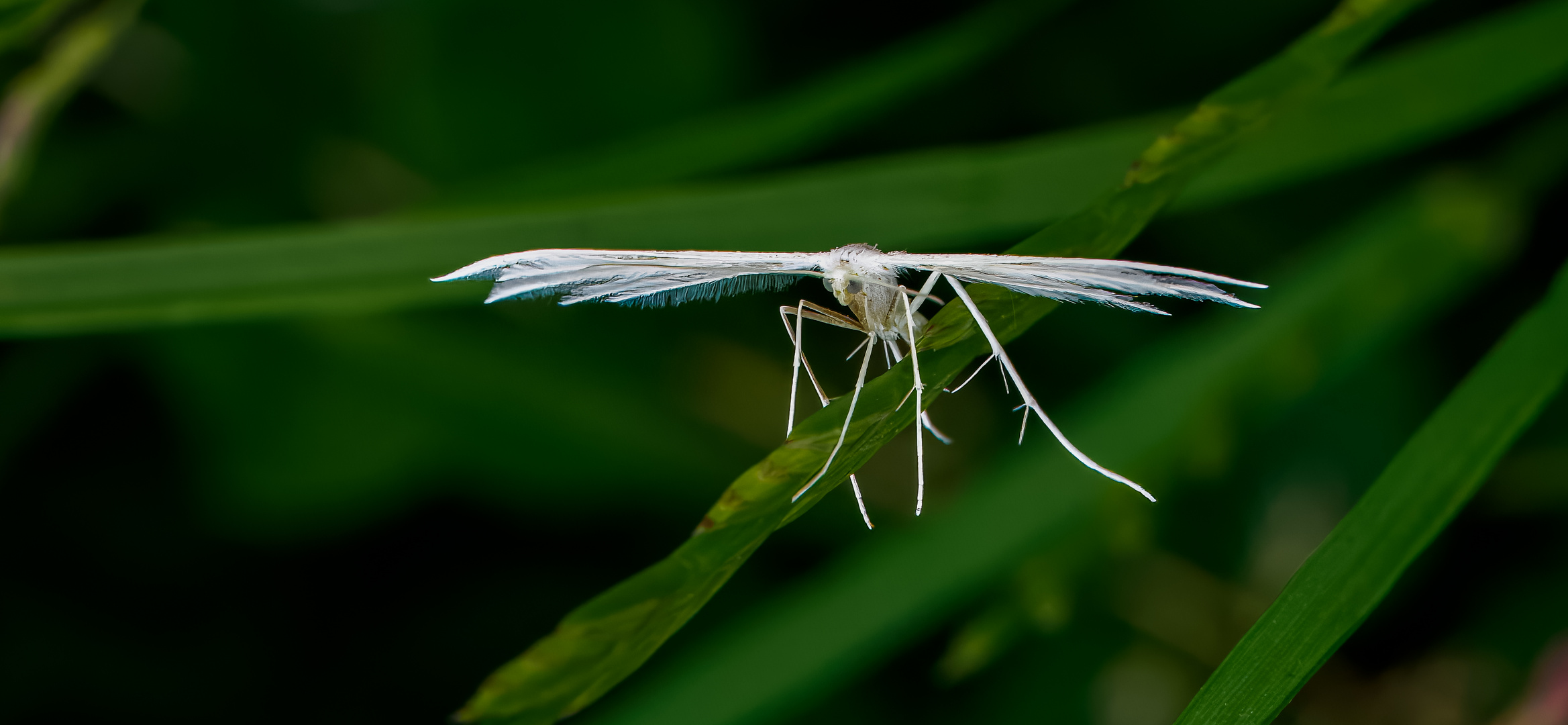 Federmotte (Pterophorus pentadactylos)