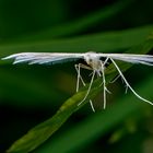 Federmotte (Pterophorus pentadactylos)