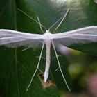 Federmotte - Schlehengeistchen (Pterophorus pentadactyla)