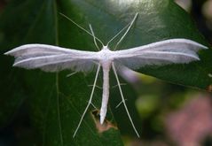 Federmotte - Schlehengeistchen (Pterophorus pentadactyla)