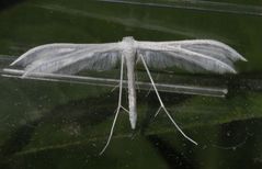 Federmotte - Schlehengeistchen (Pterophorus pentadactyla)