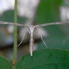 Federmotte - Windengeistchen (Emmelina monodactyla)