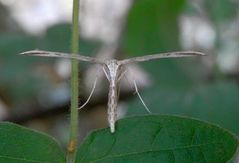 Federmotte - Windengeistchen (Emmelina monodactyla)