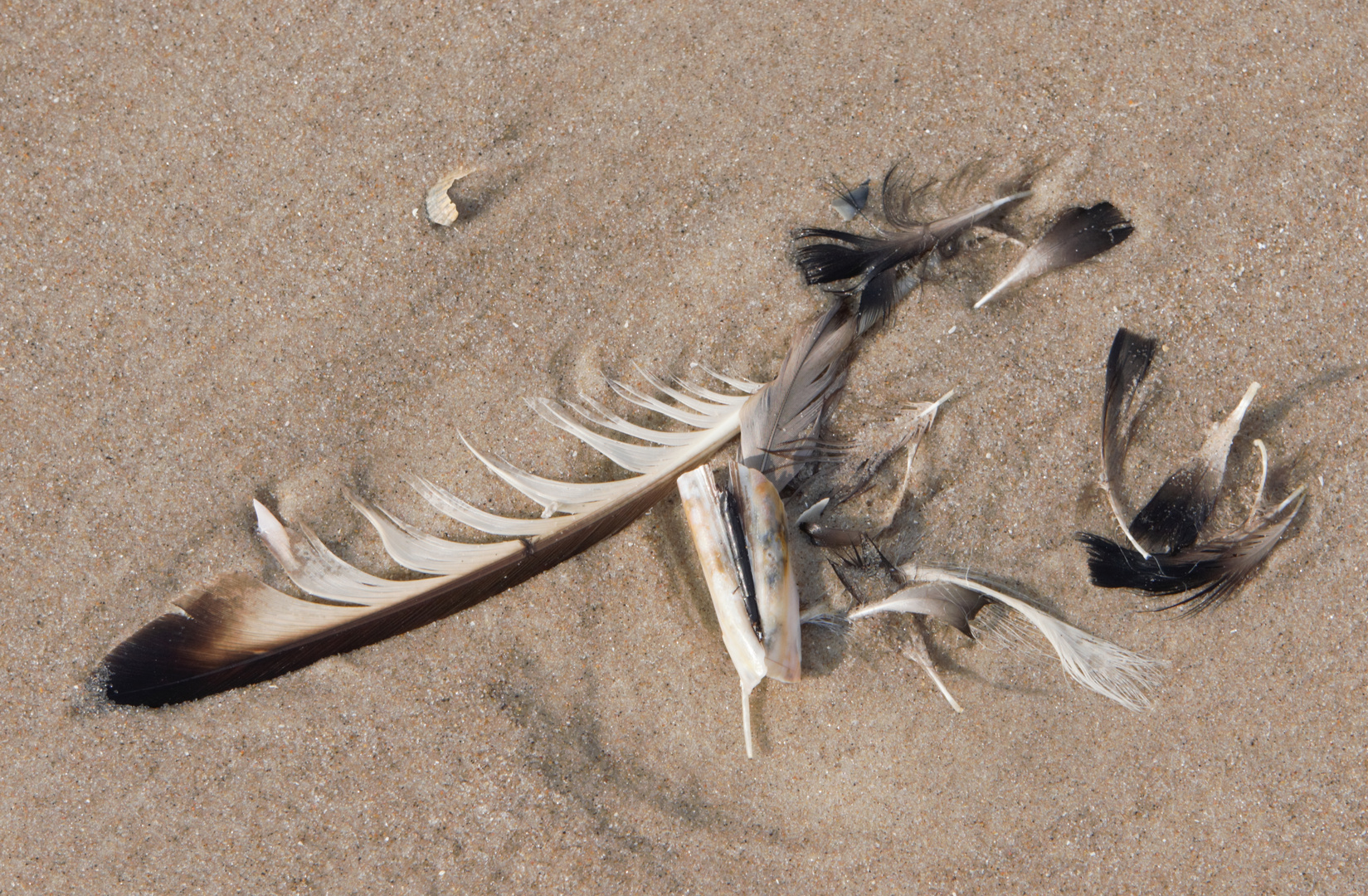 Federn am Strand