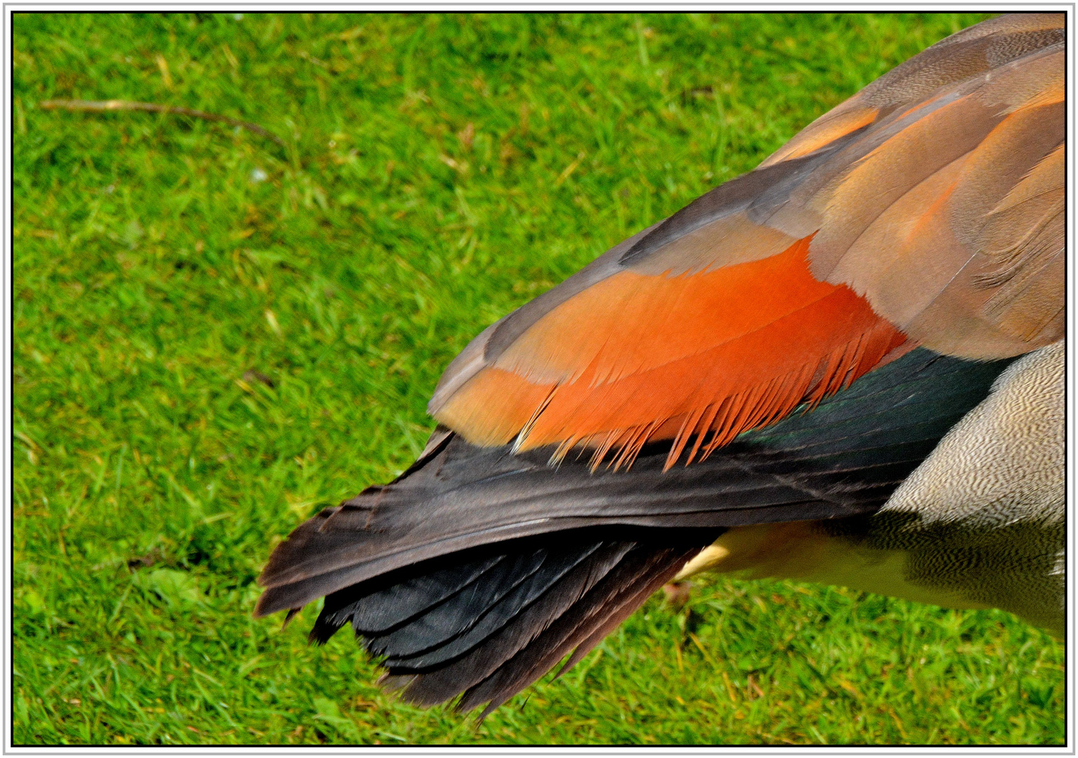 Federn der Nilgans